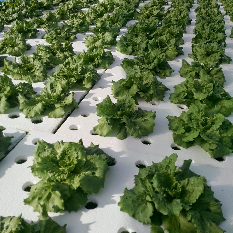 Hidroponik bitki yetiştirme