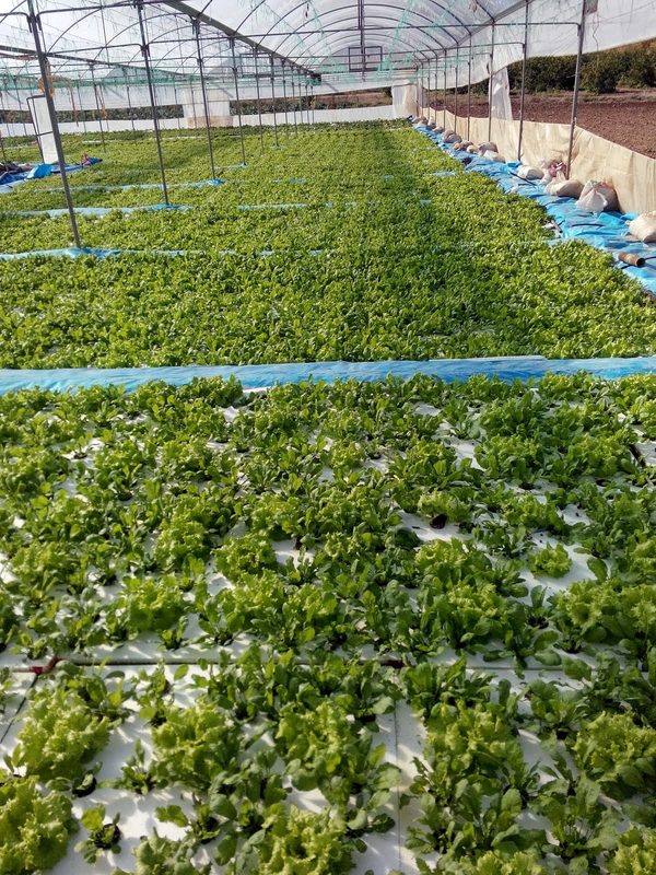 Sera hidroponik marul üretimi geniş açı