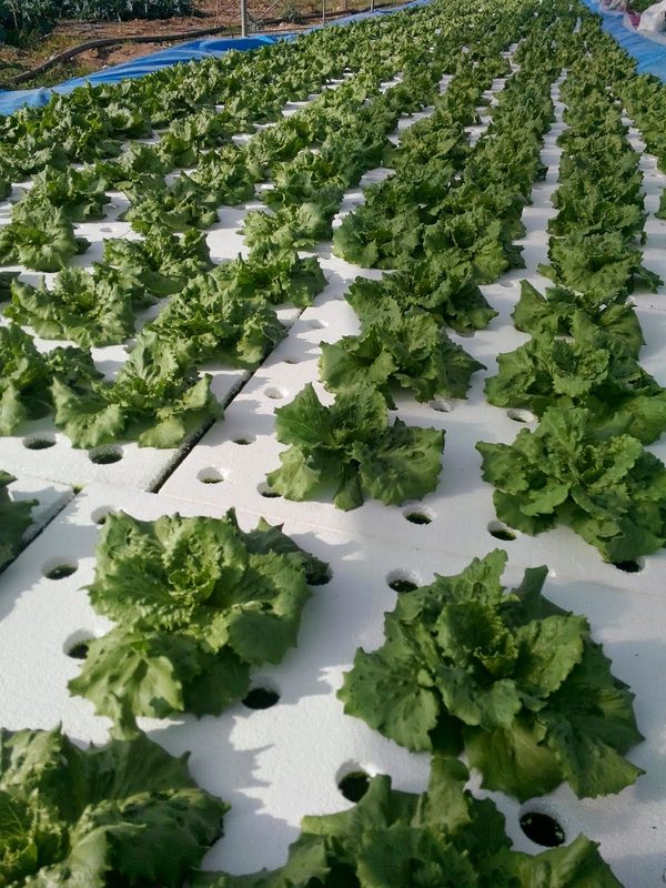 Yüzer sal hidroponik marul üretimi