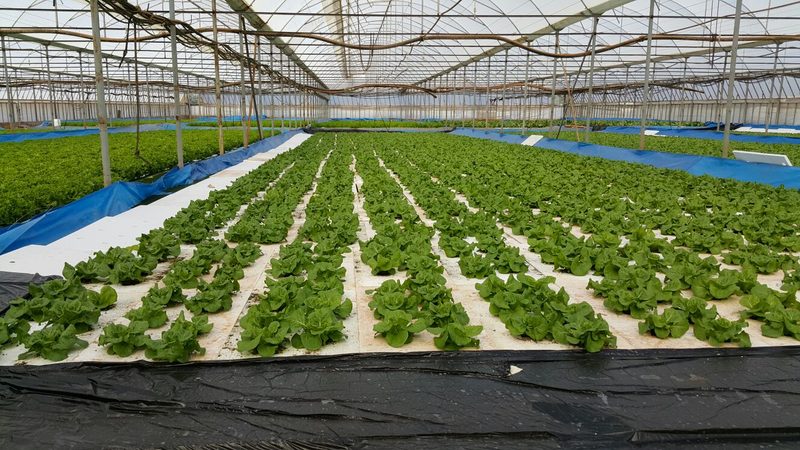 Greenhouse greens production wide area