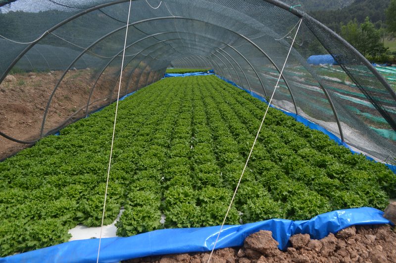 Açık sera hidroponik marul yetiştirme